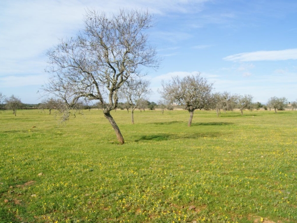 Terreno edificable de 28.000 m² junto a Ses Salines, sureste de Mallorca