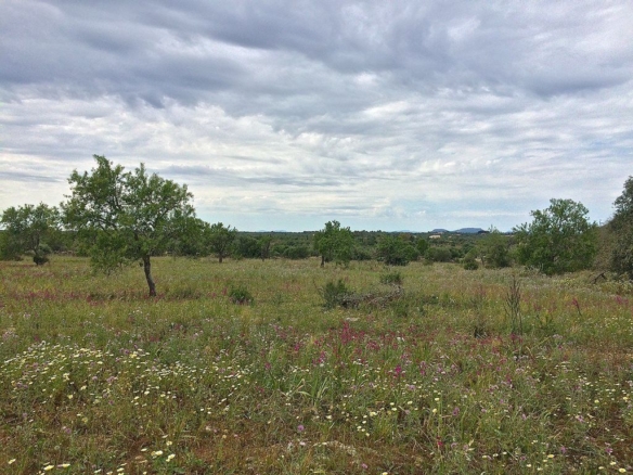 Terreno edificable de 14.634 m² junto a Ses Salines