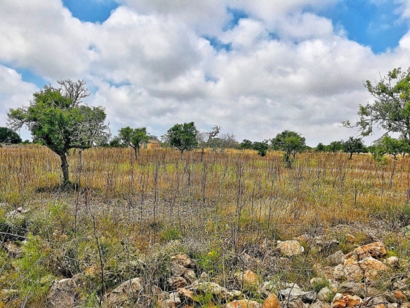 Terreno edificable de 28.000 m² junto a Ses Salines, Santanyí