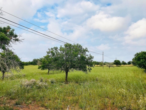 Terreno edificable de 14.500 m² junto a Ses Salines