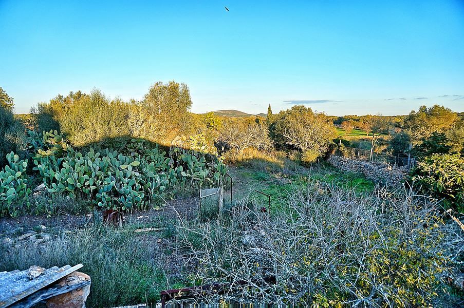 Landhaus zum Renovieren in Ses Salines: Finca-Projekt auf Mallorca
