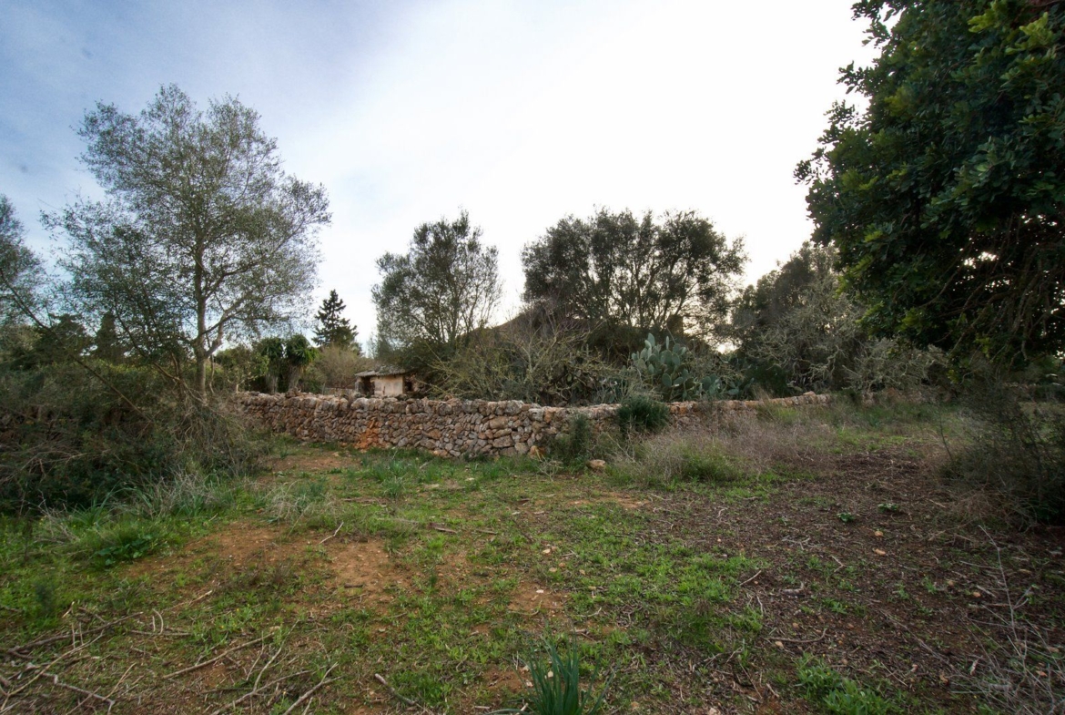 Landhaus zum Renovieren in Ses Salines: Finca-Projekt auf Mallorca