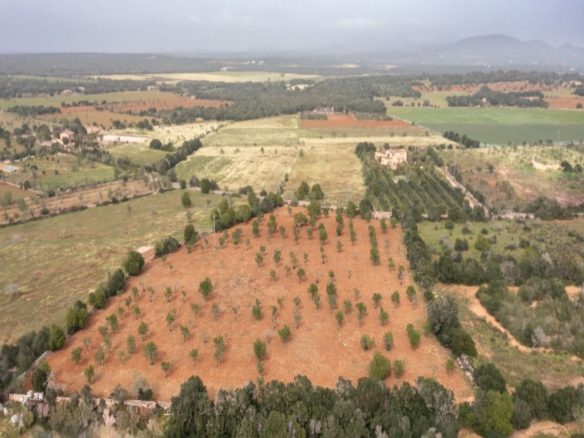 Terreno rústico con proyecto cerca de Ses Salines, Mallorca