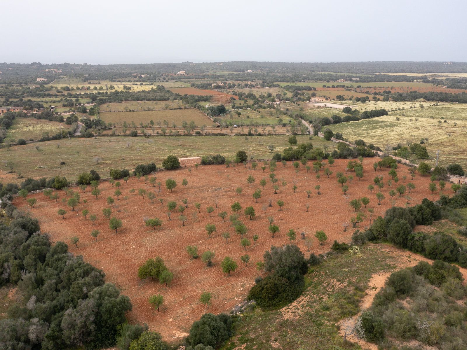 1258-Parcela-de-terreno-rústico-en-venta-en-Ses-Salines-1258-3.jpg Terreno rústico con proyecto cerca de Ses Salines, Mallorca