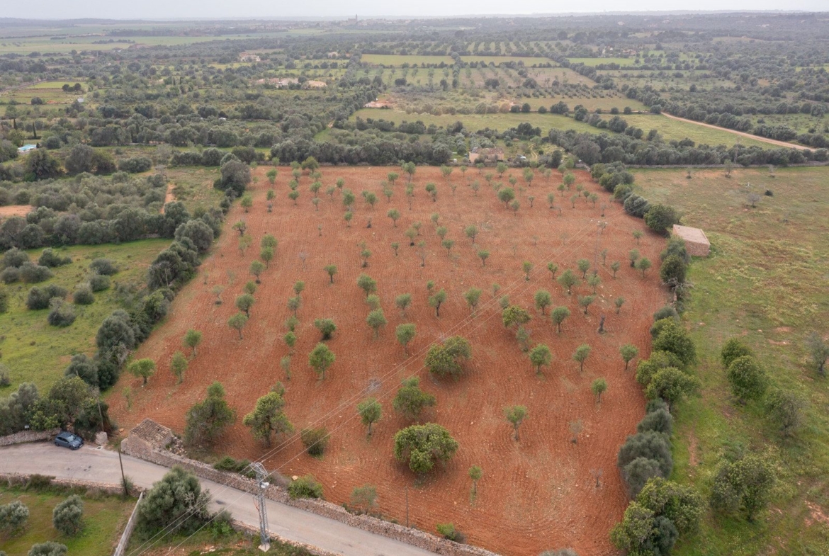 Terreno rústico con proyecto cerca de Ses Salines, Mallorca