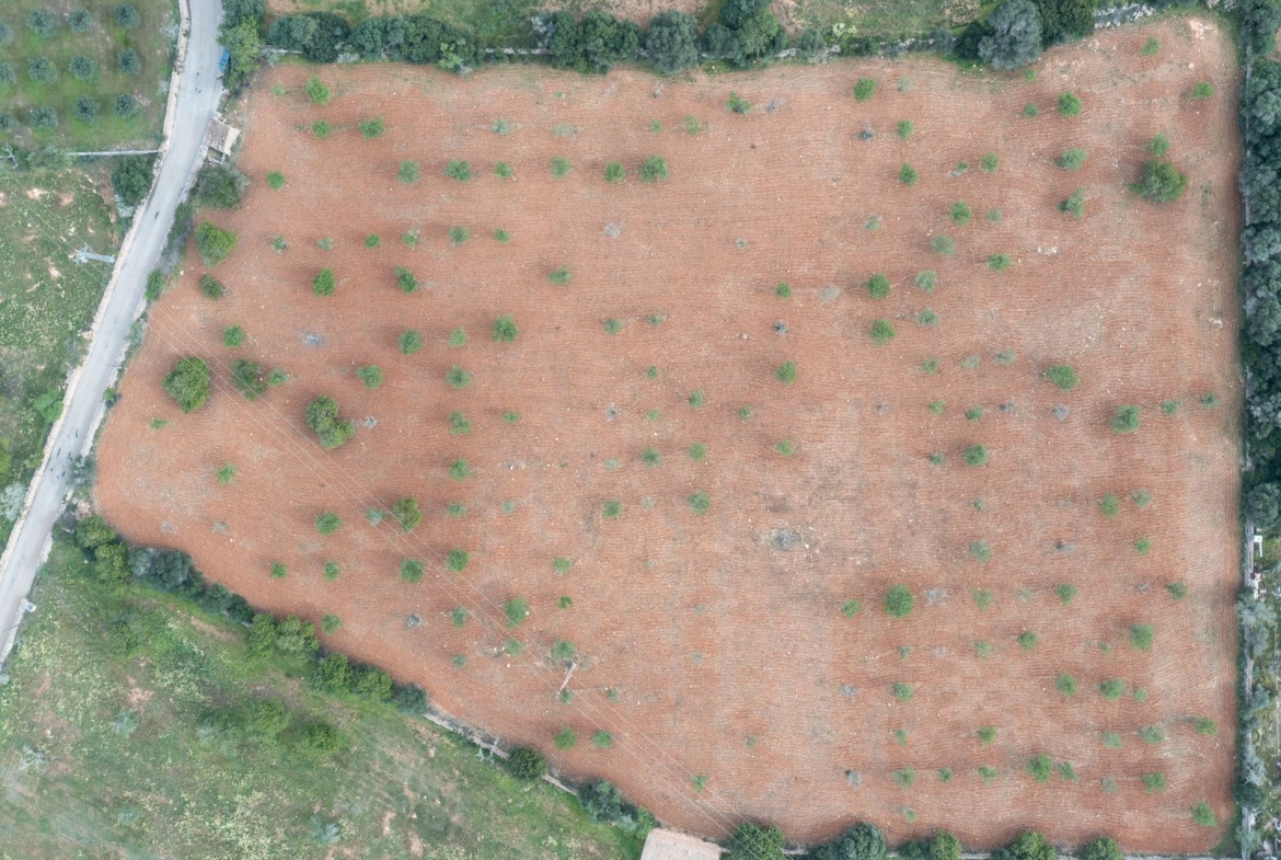 Terreno rústico con proyecto cerca de Ses Salines, Mallorca