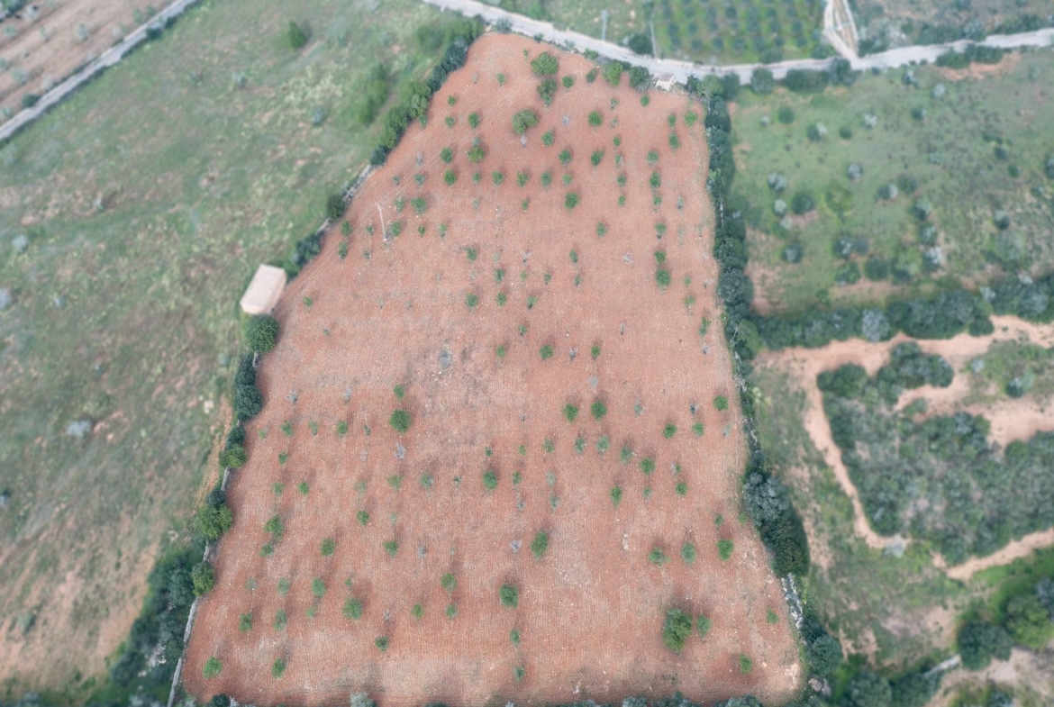 Terreno rústico con proyecto cerca de Ses Salines, Mallorca