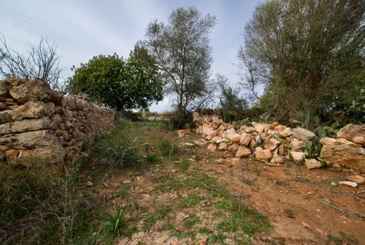Landhaus zum Renovieren in Ses Salines: Finca-Projekt auf Mallorca