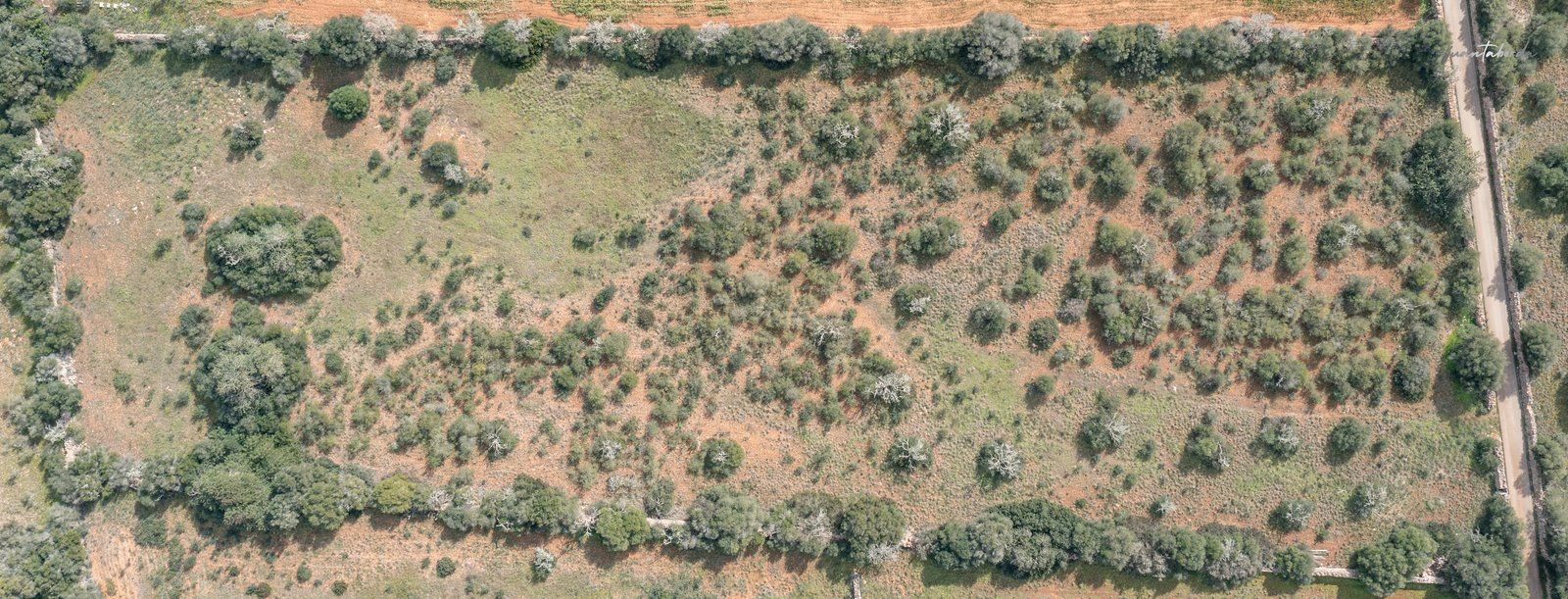 1330-Rustic-land-for-sale-next-to-Ses-Salines-6-Copiar.jpg Terreno rústico edificable junto a Ses Salines con luz de red