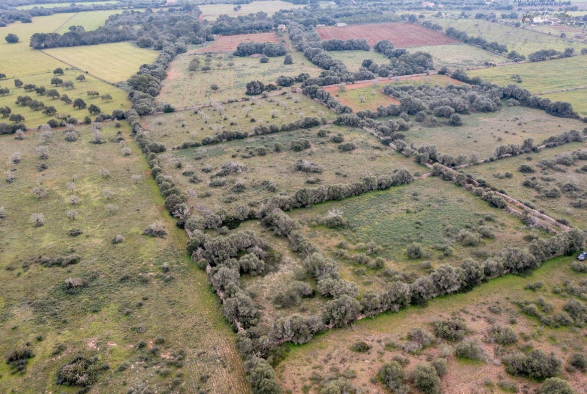 Terreno rústico en venta junto a Ses Salines, Mallorca