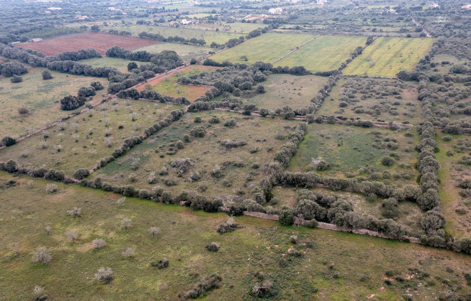 1333-Building-plot-for-sale-next-to-Ses-Salines_-3-Copiar.jpg Terreno rústico en venta junto a Ses Salines, Mallorca