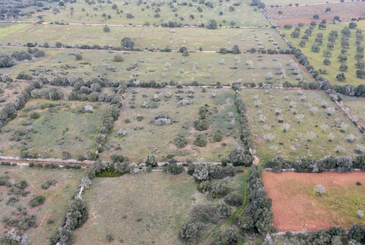 Terreno rústico en venta junto a Ses Salines, Mallorca