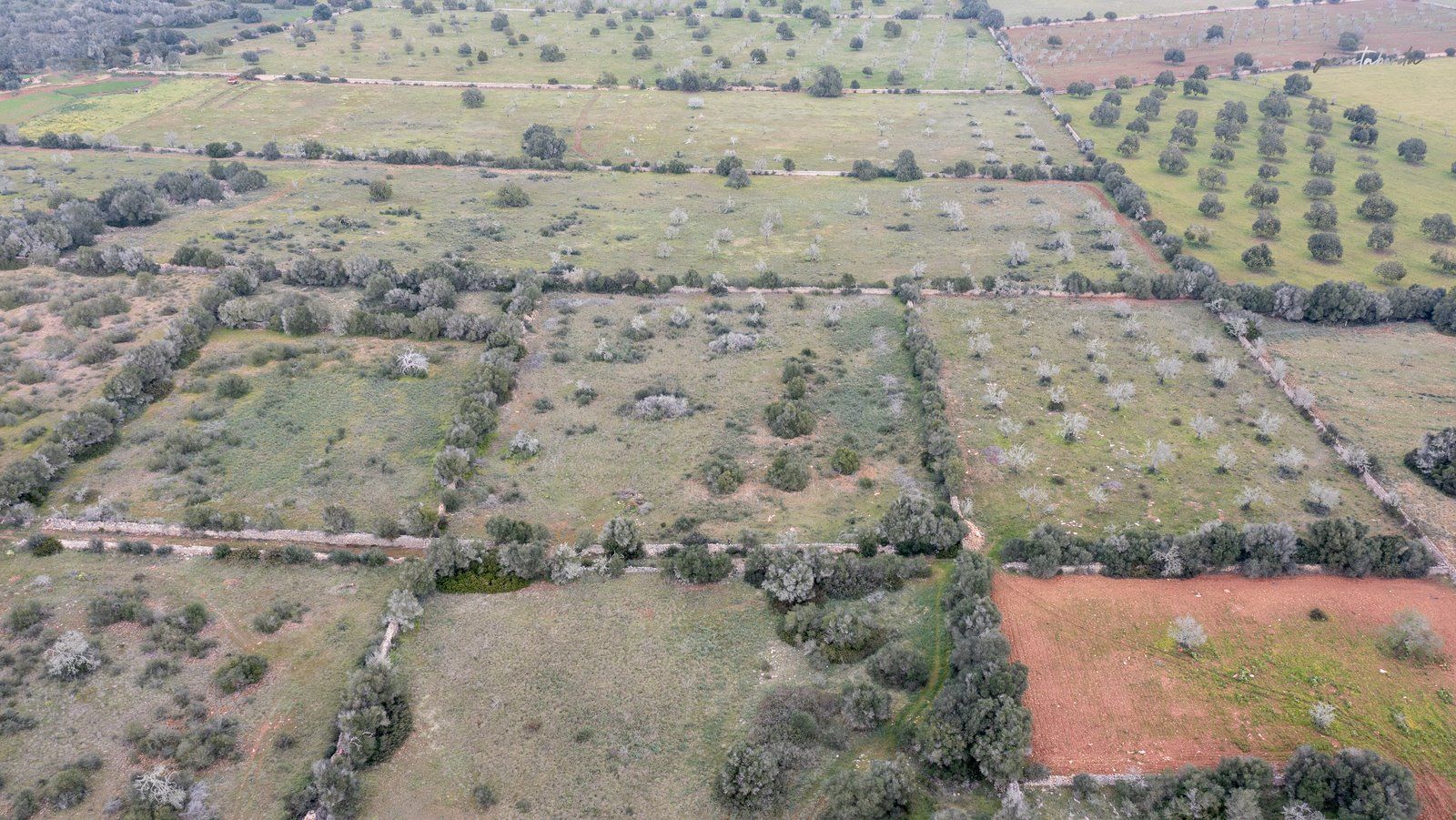1333-Building-plot-for-sale-next-to-Ses-Salines_-4-Copiar.jpg Terreno rústico en venta junto a Ses Salines, Mallorca