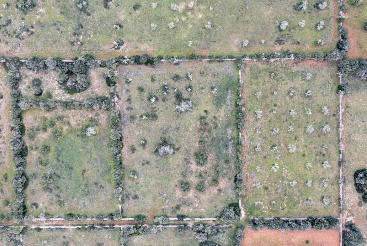 Terreno rústico en venta junto a Ses Salines, Mallorca