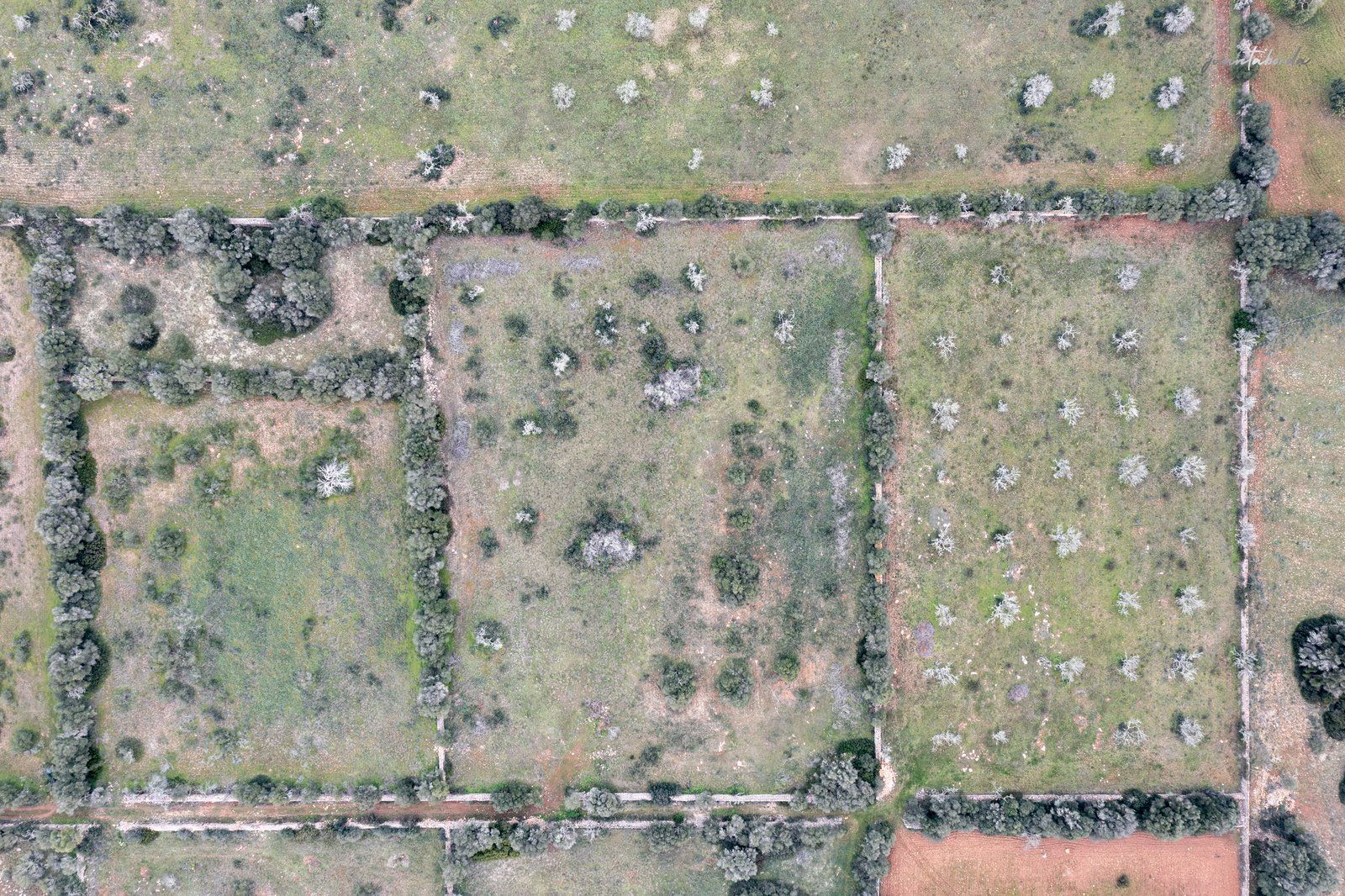1333-Building-plot-for-sale-next-to-Ses-Salines_-5-Copiar.jpg Terreno rústico en venta junto a Ses Salines, Mallorca
