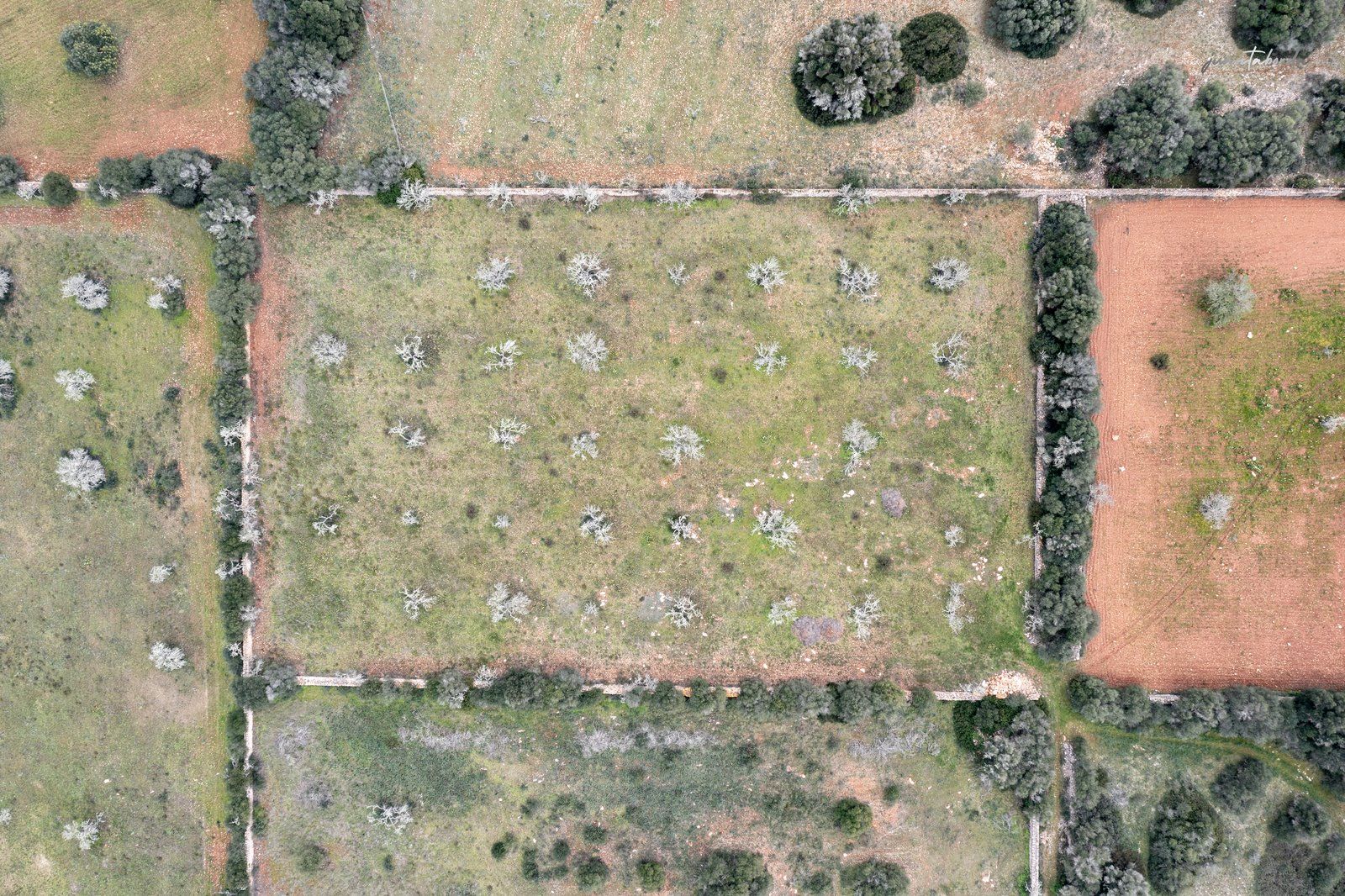 1333-Building-plot-for-sale-next-to-Ses-Salines_-6-Copiar.jpg Terreno rústico en venta junto a Ses Salines, Mallorca