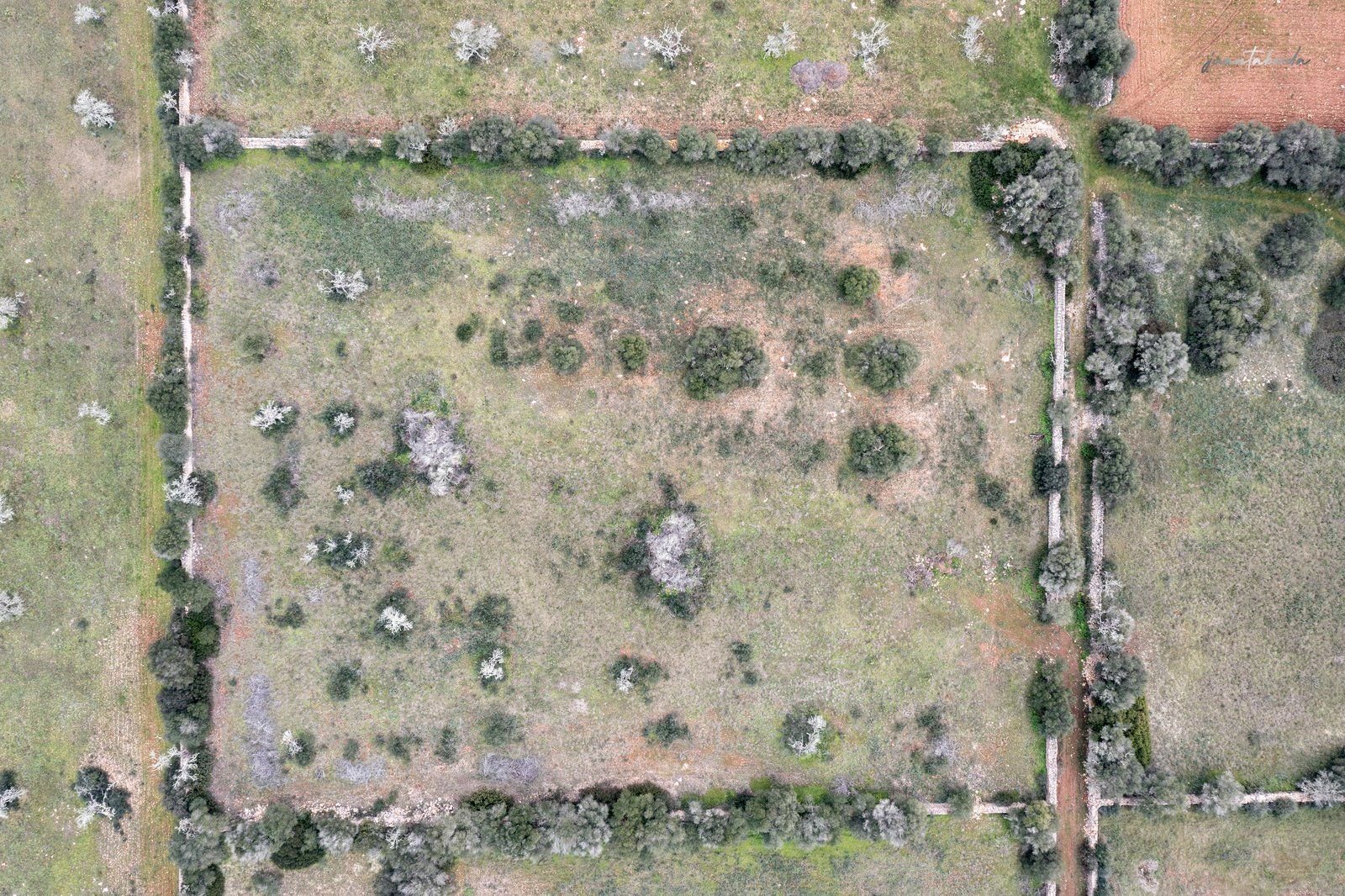 1333-Building-plot-for-sale-next-to-Ses-Salines_-7-Copiar.jpg Terreno rústico en venta junto a Ses Salines, Mallorca