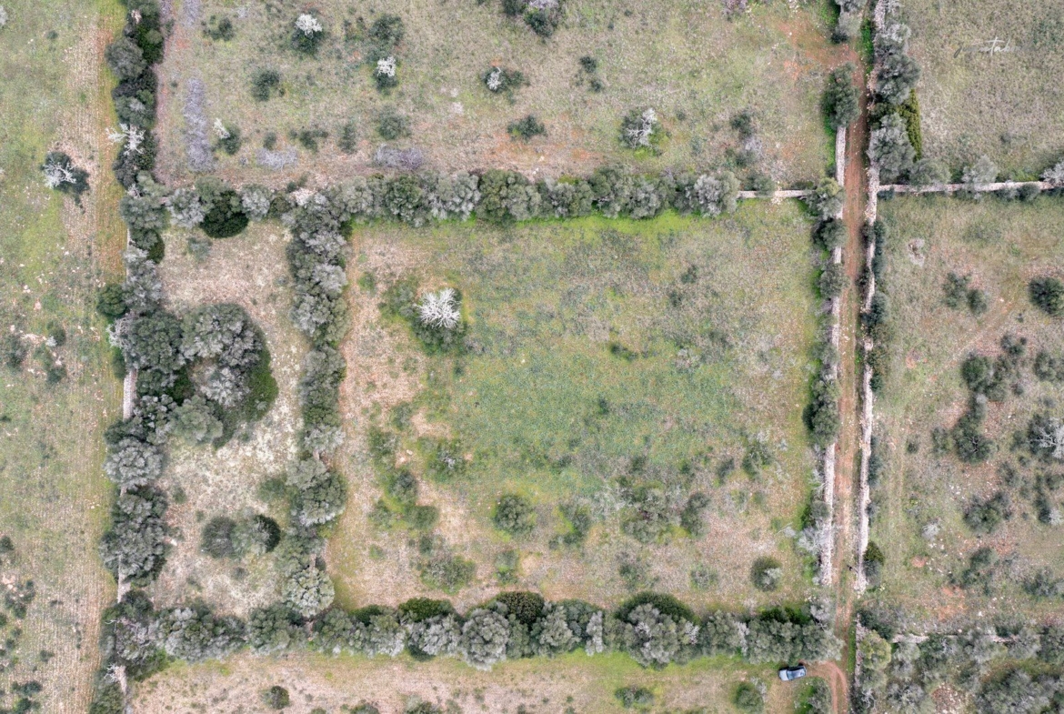 Terreno rústico en venta junto a Ses Salines, Mallorca