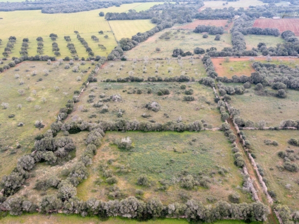 Terreno rústico en venta junto a Ses Salines, Mallorca