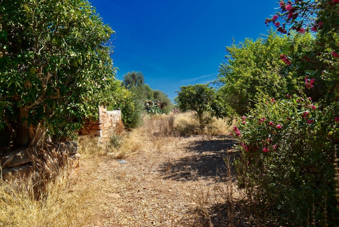 Landhaus zum Renovieren in Ses Salines: Finca-Projekt auf Mallorca