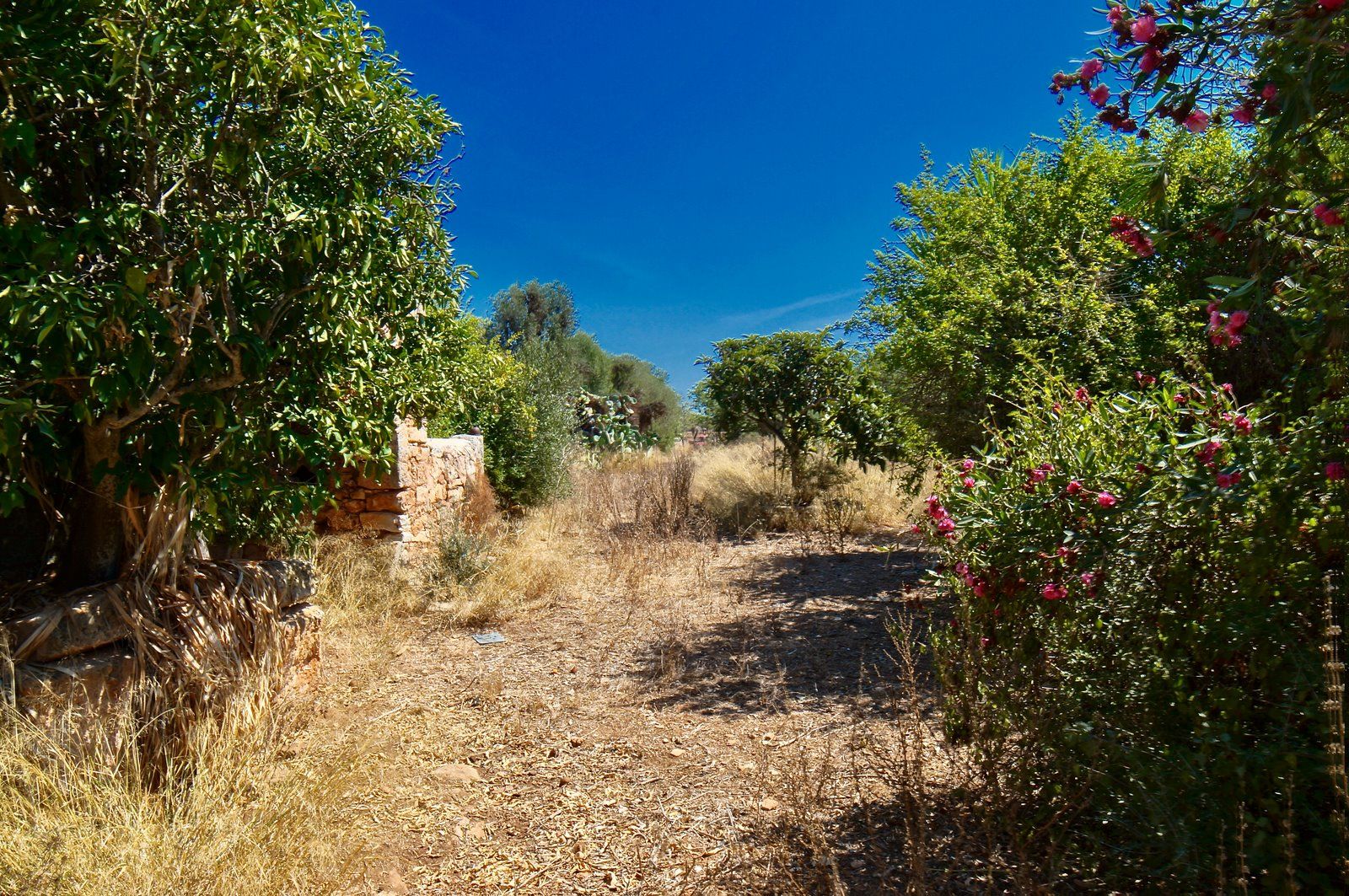 19-959-Villasyfincasmallorca.jpeg Landhaus zum Renovieren in Ses Salines: Finca-Projekt auf Mallorca