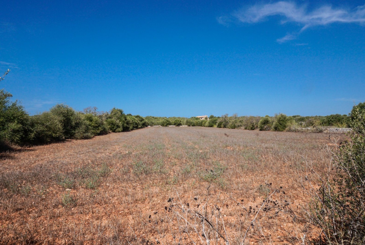 Baugrundstück 26.000 m² bei Ses Salines, Südmallorca