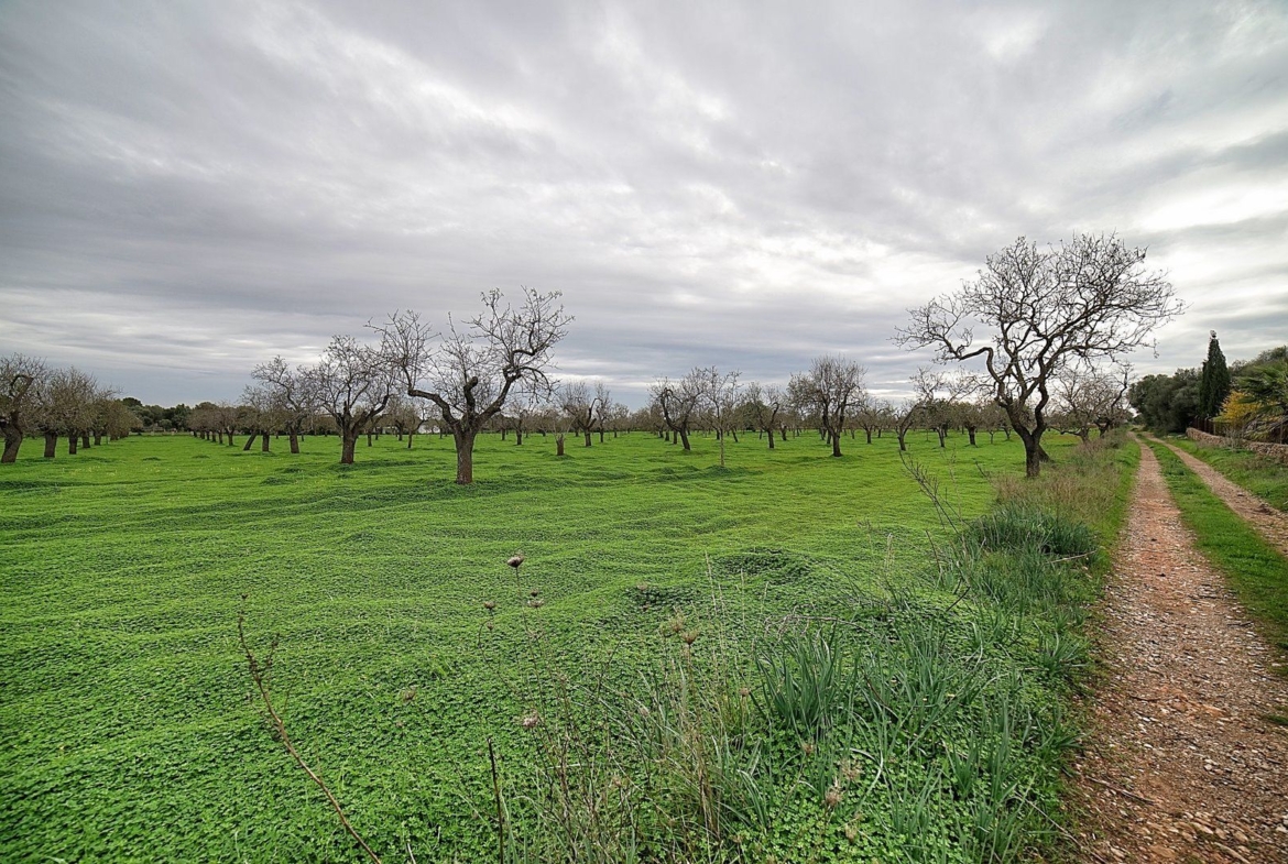 Parcela edificable entre Llucmajor y Campos, 21.900 m²