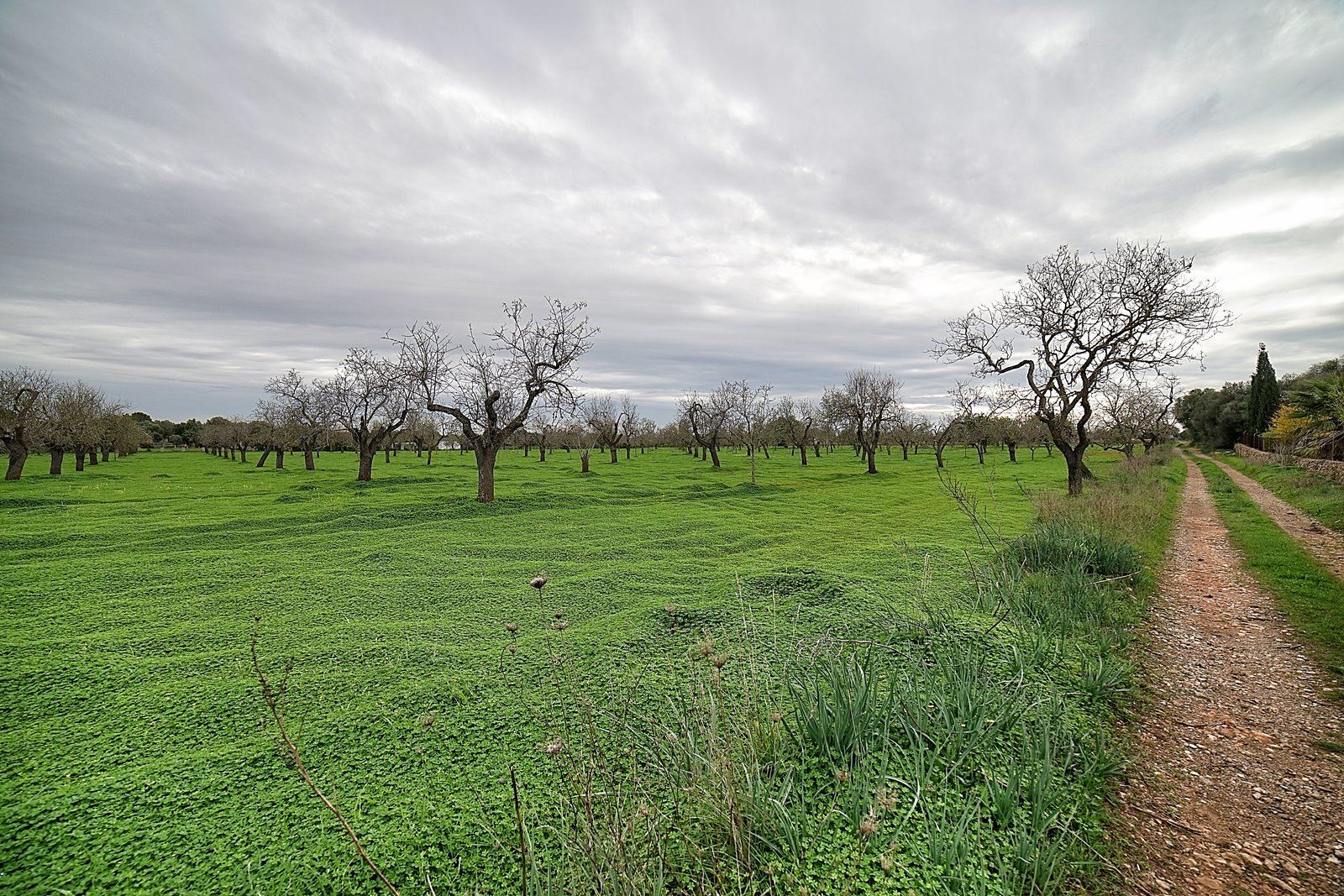Parcela edificable entre Llucmajor y Campos, 21.900 m²