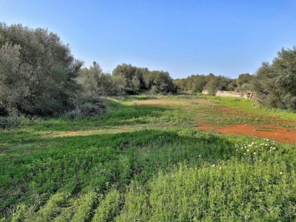 Parcela edificable en Ses Salines con 14.463 m² de terreno