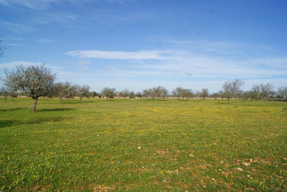 Baugrundstück 28.000 m² bei Ses Salines, Südost-Mallorca