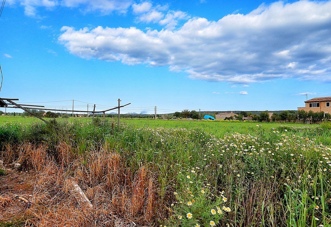 Rustic Finca with Windmill Tower Near Ses Salines