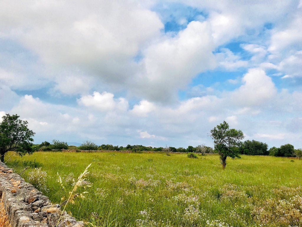 Terreno edificable de 14.500 m² junto a Ses Salines