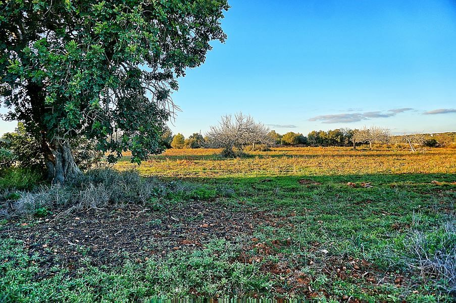 Landhaus zum Renovieren in Ses Salines: Finca-Projekt auf Mallorca