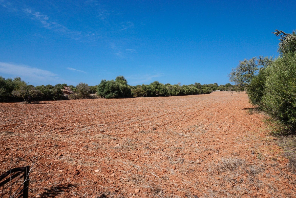 Baugrundstück 26.000 m² bei Ses Salines, Südmallorca