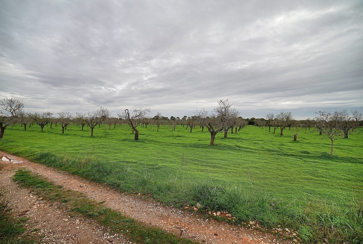 Parcela edificable entre Llucmajor y Campos, 21.900 m²