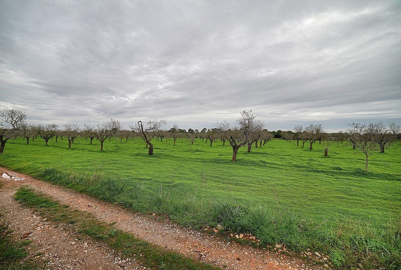 Parcela edificable entre Llucmajor y Campos, 21.900 m²
