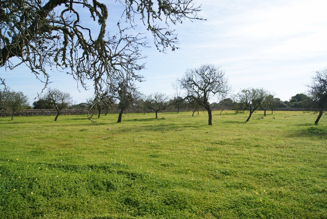 Baugrundstück 28.000 m² bei Ses Salines, Südost-Mallorca