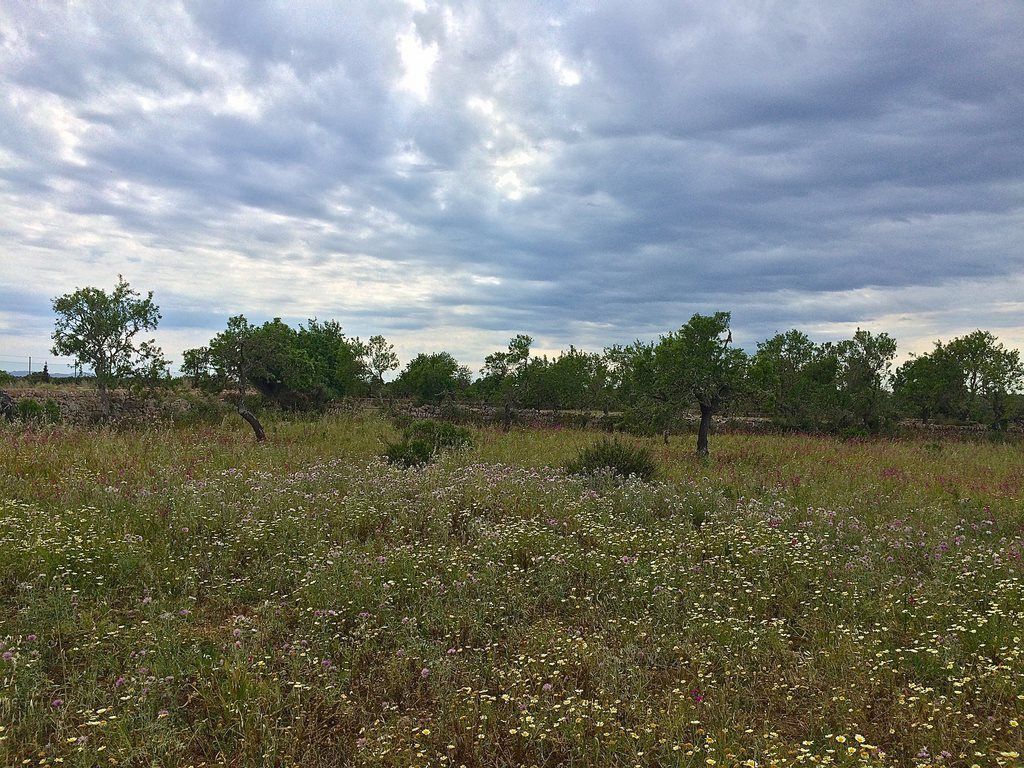 Terreno edificable de 14.634 m² junto a Ses Salines