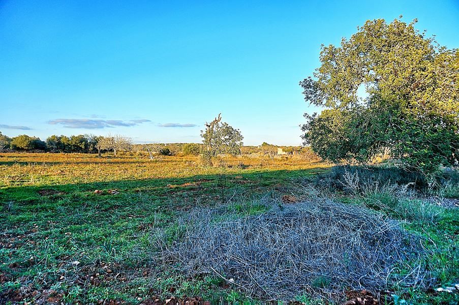 Landhaus zum Renovieren in Ses Salines: Finca-Projekt auf Mallorca