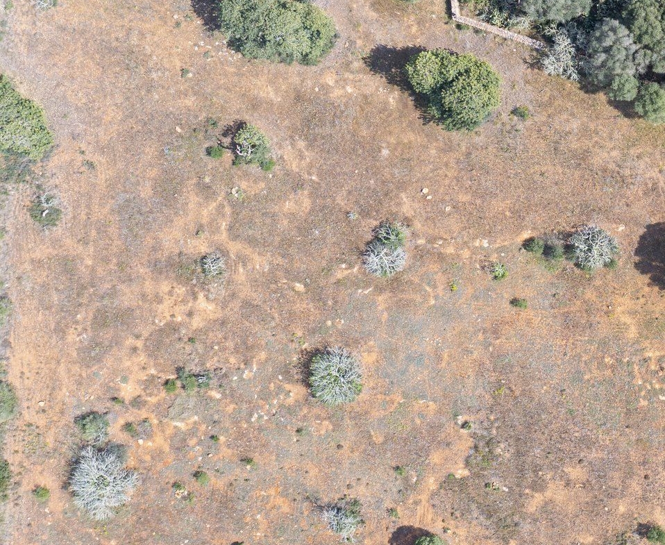 Landhaus zum Renovieren in Ses Salines: Finca-Projekt auf Mallorca