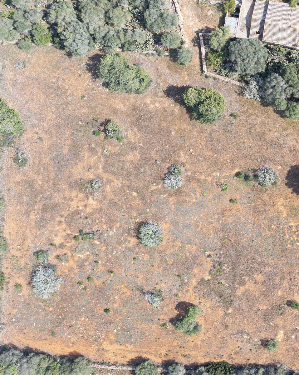 4-959_2-Villasyfincasmallorca.jpg Landhaus zum Renovieren in Ses Salines: Finca-Projekt auf Mallorca