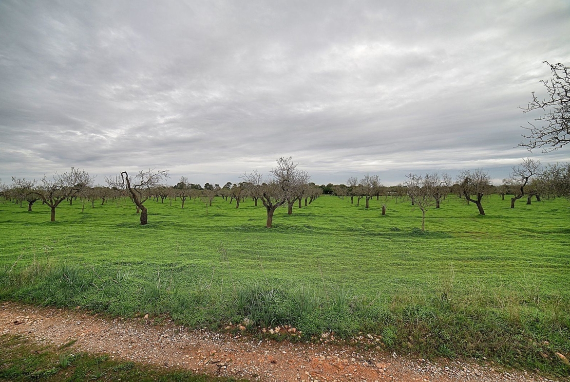Parcela edificable entre Llucmajor y Campos, 21.900 m²