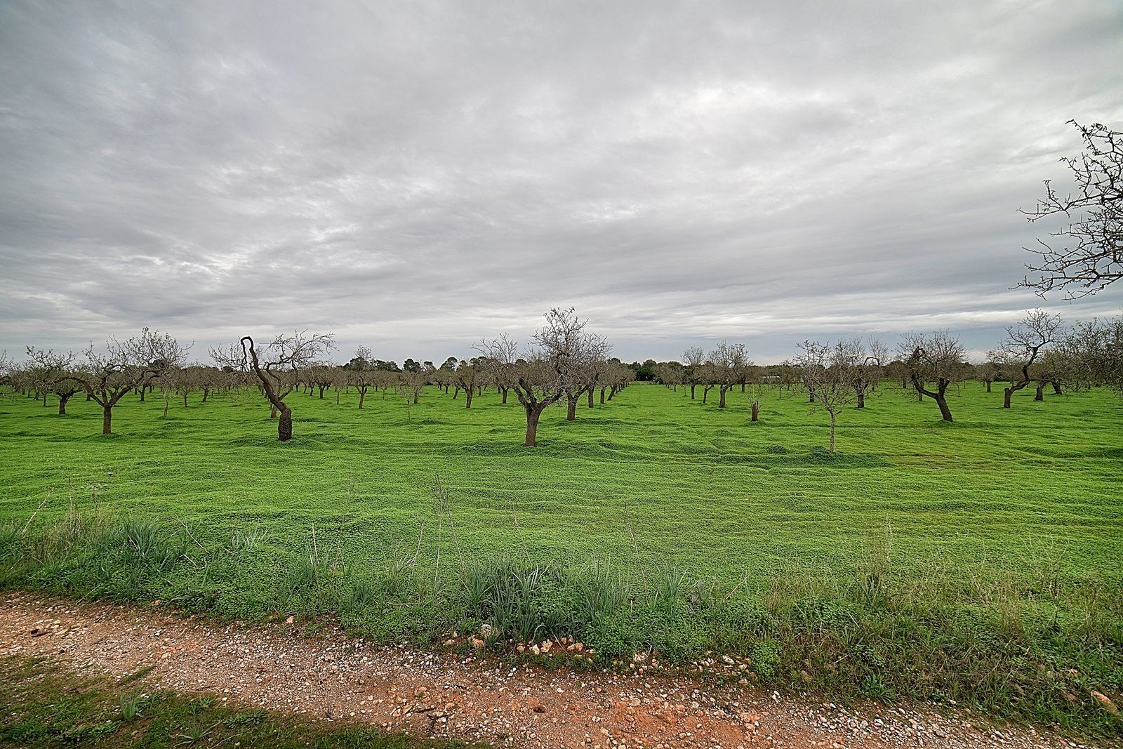Parcela edificable entre Llucmajor y Campos, 21.900 m²