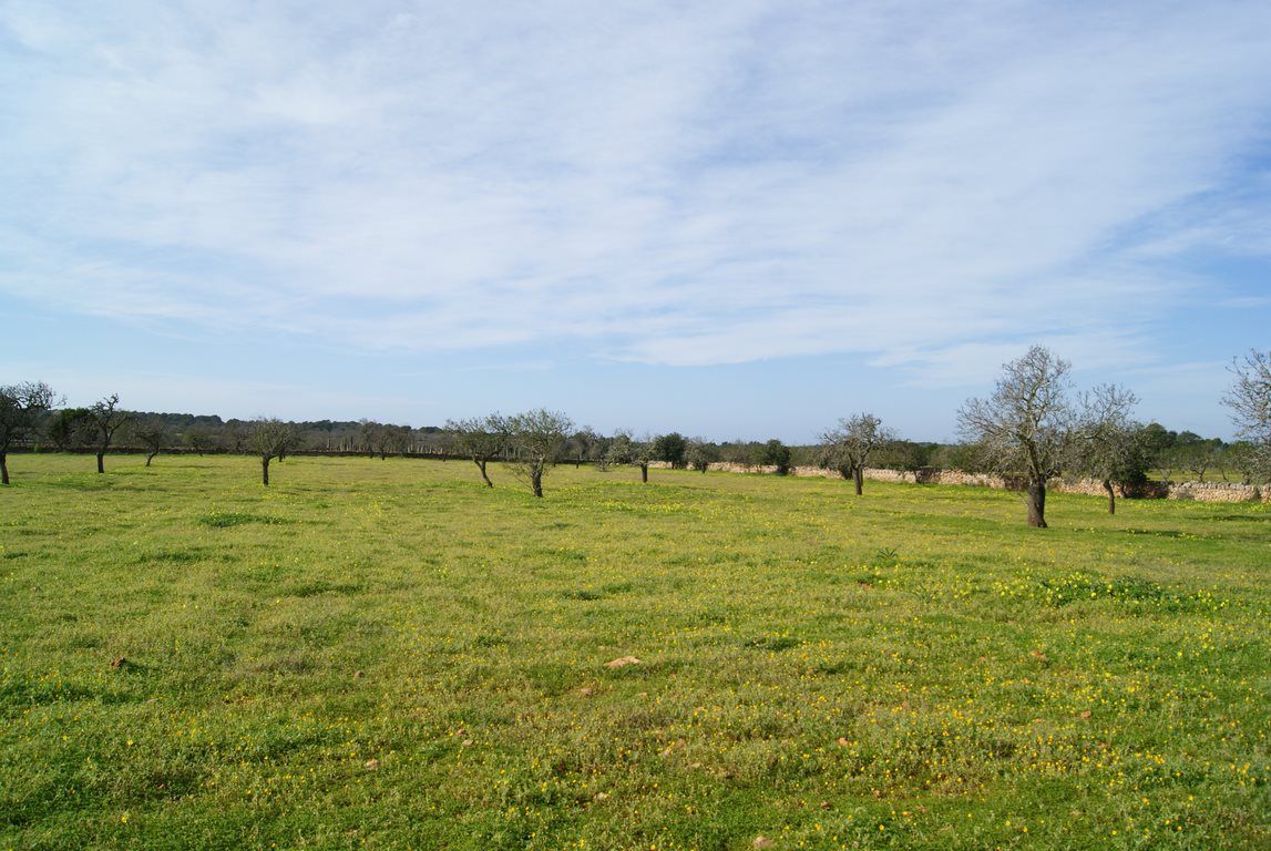 Baugrundstück 28.000 m² bei Ses Salines, Südost-Mallorca