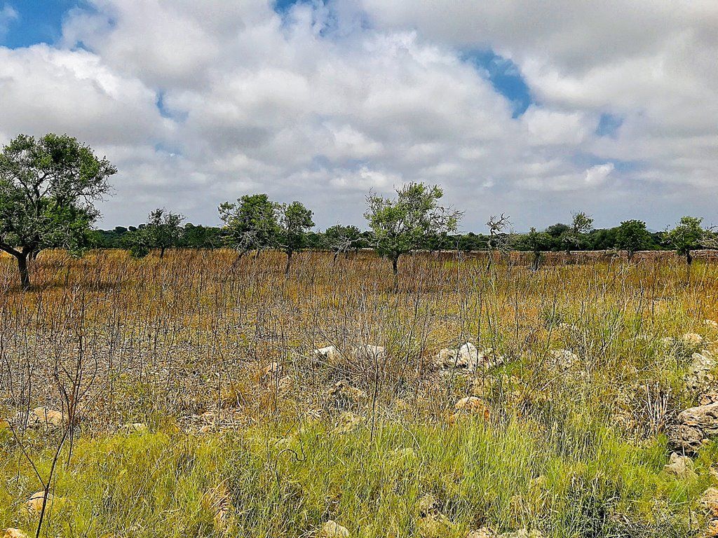 Bauland 28.000 m² bei Ses Salines, Santanyí – Mallorca