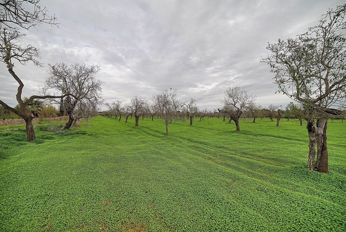 Parcela edificable entre Llucmajor y Campos, 21.900 m²