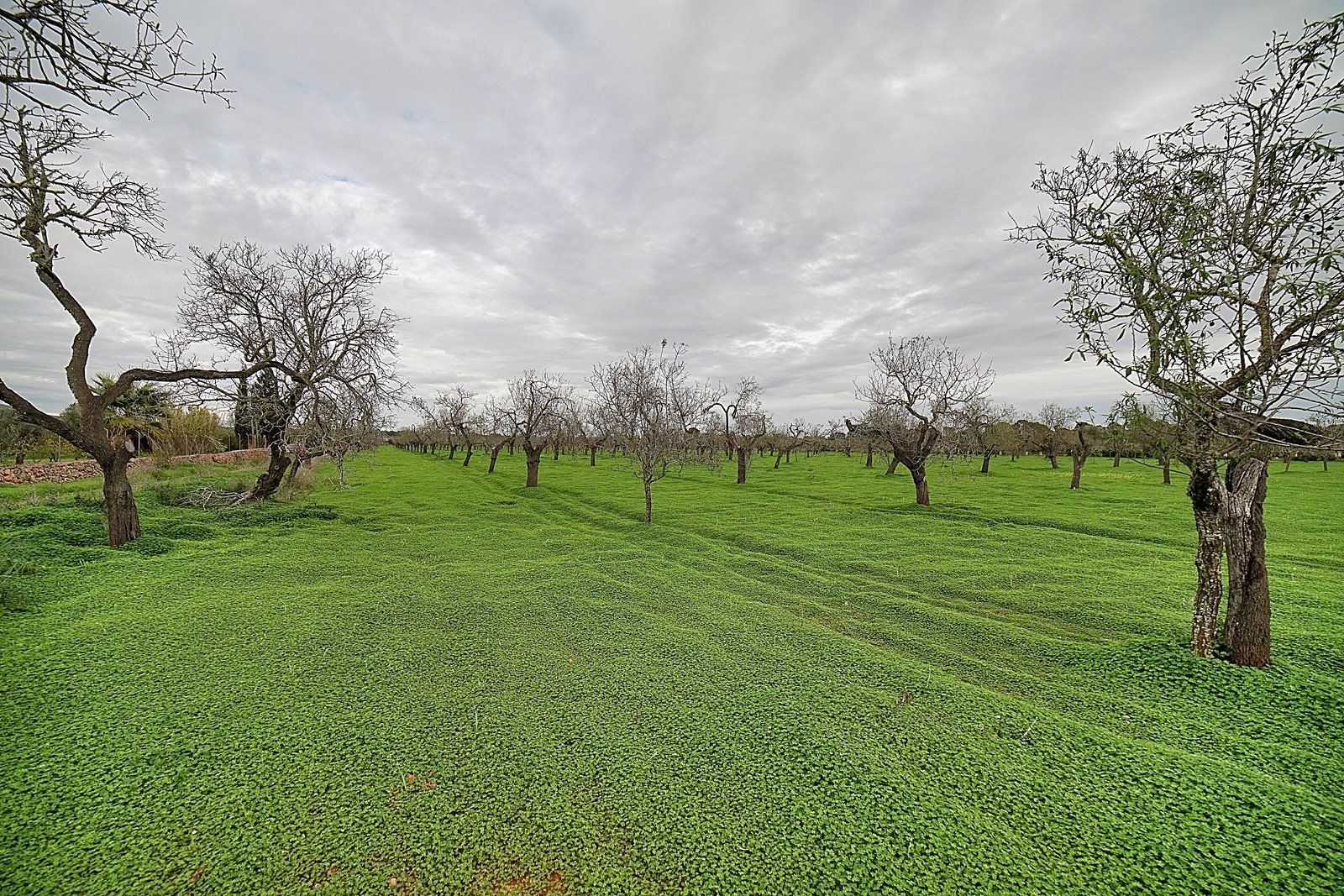 Parcela edificable entre Llucmajor y Campos, 21.900 m²