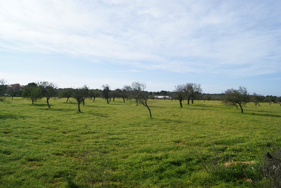Baugrundstück 28.000 m² bei Ses Salines, Südost-Mallorca