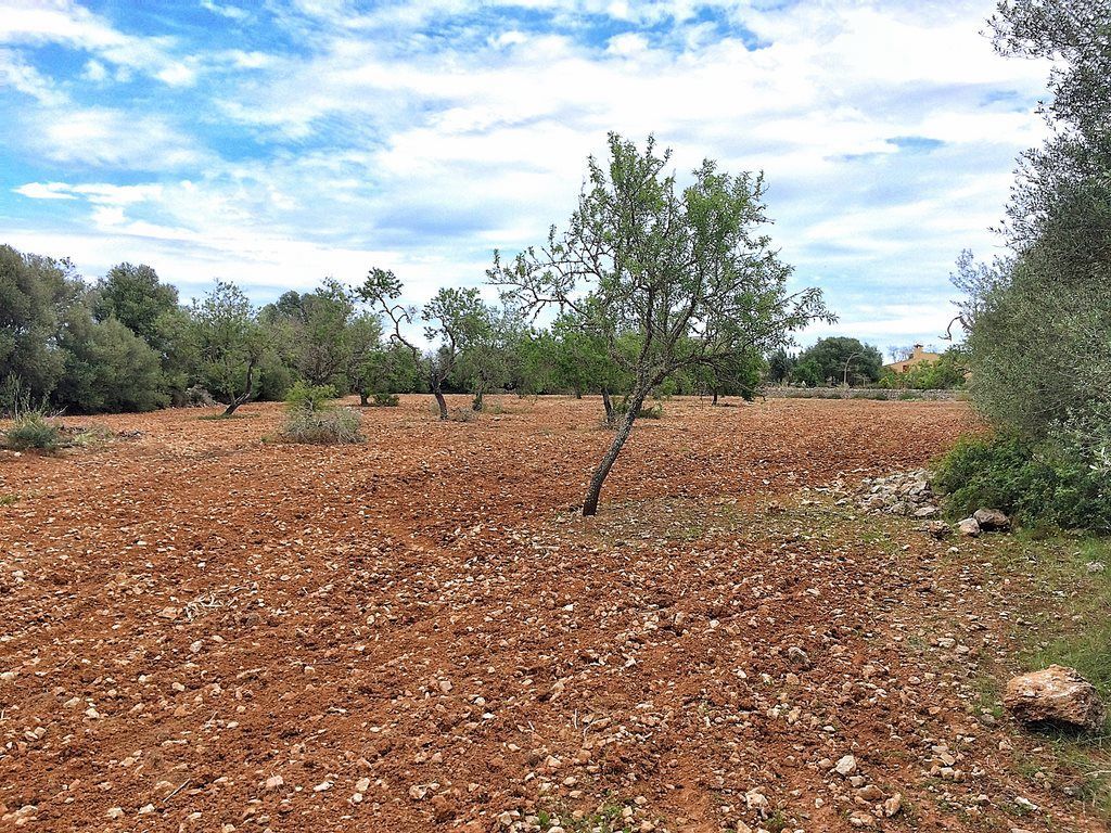 Terreno edificable de 14.634 m² junto a Ses Salines