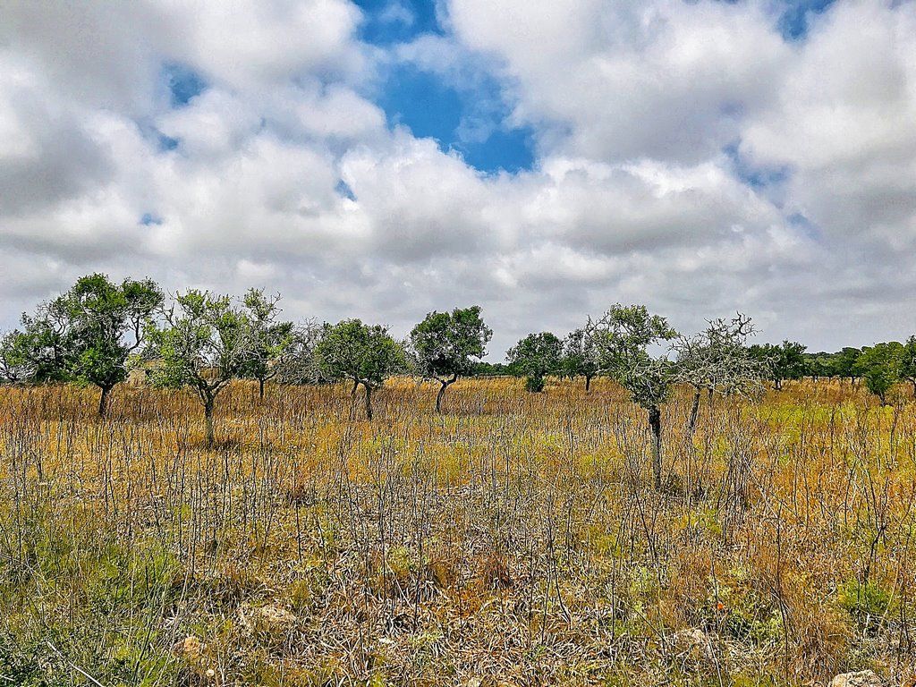 Bauland 28.000 m² bei Ses Salines, Santanyí – Mallorca